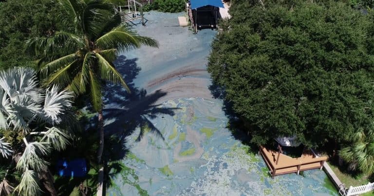 Cape Coral Real Estate – Algae Bloom Negatively Impacts Market